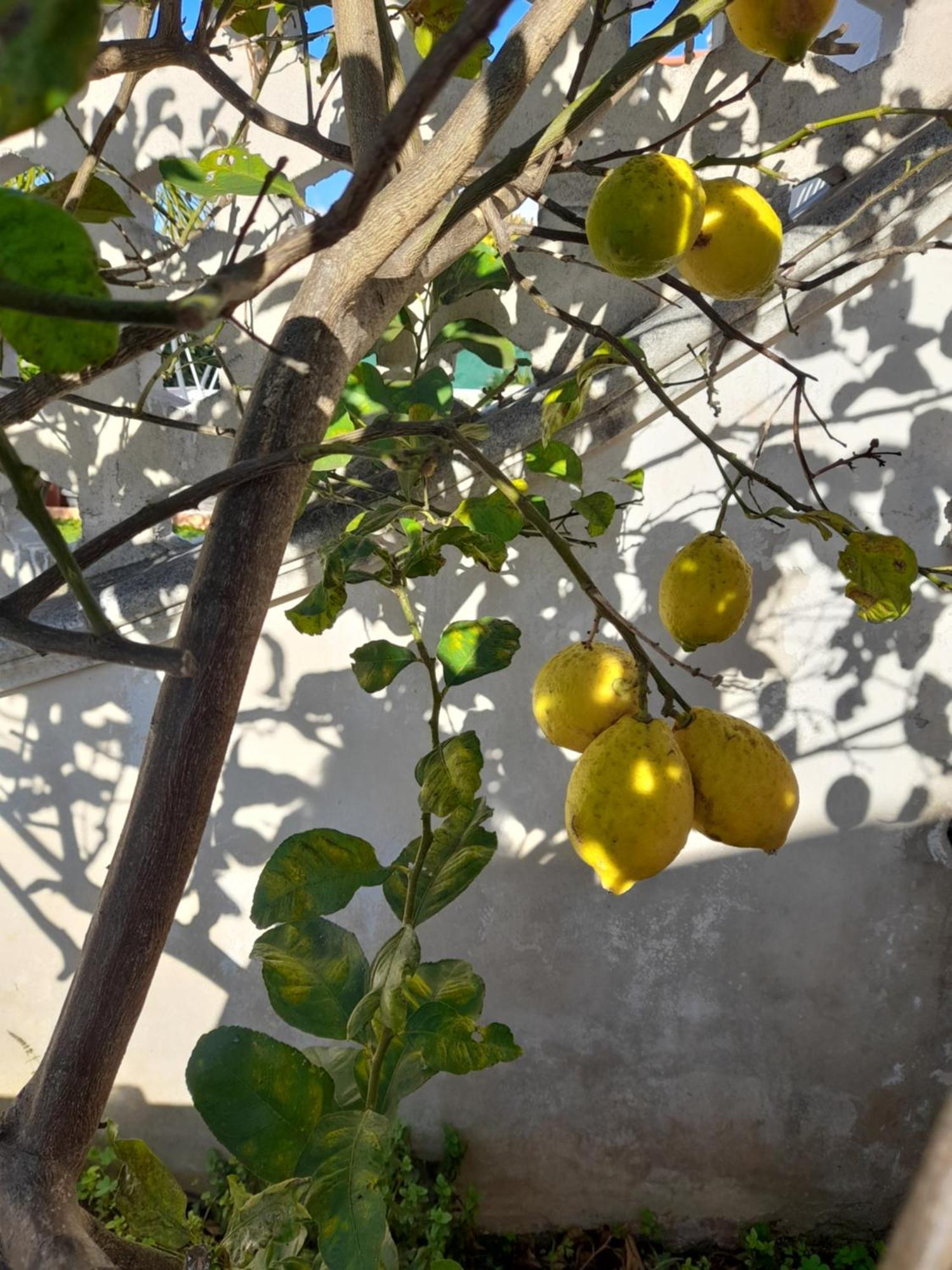 Villetta Da Fedro 레포라노 외부 사진